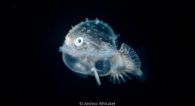 Pancake Batfish Larva