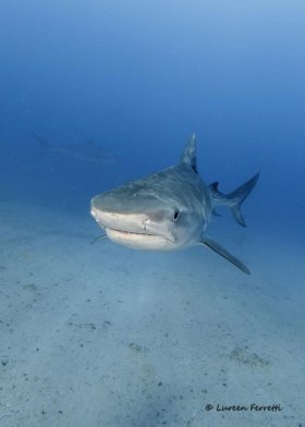 South Florida is home to many shark species.  We have some “regulars” that we look forward to seeing every year.  Two of our regular tigers include DJenny in the foreground and Patrick off in the distance.