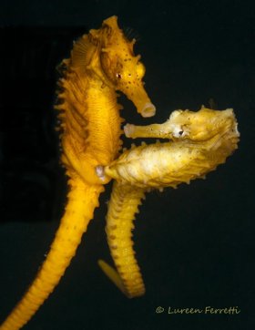 Love in the afternoon !  Having seen seahorses mate before, I immediately recognized the beginning of their ritual - it was only a matter of time.  I waited over an hour until they mated and managed to get the shot.  Notice the female, her attention was on me.  They’re very vulnerable when mating.