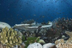 Reef scenes in Fiji are STUNNING !