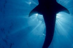 Holy Whale Shark !  I enjoyed taking photos of the sharks close to the surface with the sunrays bursting around them, so I thought, hmmmm – it would be great to get a whale shark silhouette !  In hindsight, there are a couple of HUGE differences, whale sharks are MUCH larger and I’m not on scuba.  That was scary but I did get the shot !