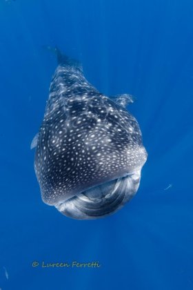 Whale Shark!