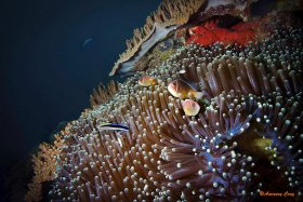 INDONESIAN REEF