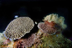 INDONESIAN REEF