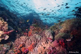 INDONESIAN REEF