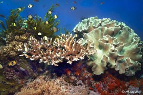 INDONESIAN REEF