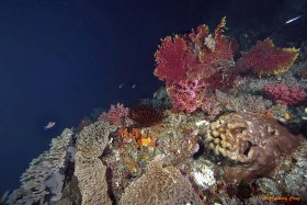 INDONESIAN REEF