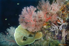 INDONESIAN REEF