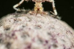 El Prada Park, FL, Lauderdale by the Sea, Shore Dive