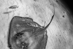 A southern stingray exploring the moon. Grand Cayman