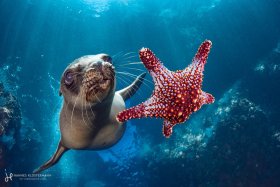 A California sea lion playing with a starfish. They pick them up from the bottom and then play catch! La Paz, Mexico