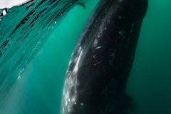 A grey whale gently touches a whale watching boat. Bahía Magdalena, Mexico