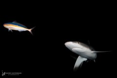 A grey reef shark turning towards potential prey. Fakarava, French Polynesia