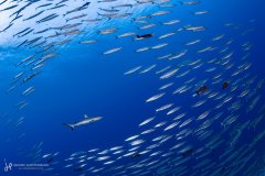 A school of small barracuda makes way for a passing grey reef shark. Rangiroa, French Polynesia