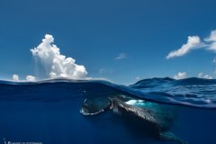 A whale shark feeding on bonito eggs near the surface. Isla Mujeres, Mexico