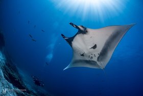 A giant manta ray and diver in La Paz, Mexico.