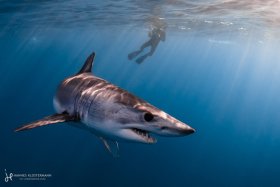 My first Mako! Near Bahía Magdalena, Mexico