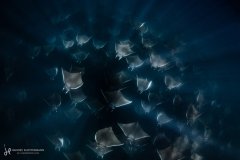 A fever of mobula rays. Cabo San Lucas, Mexico