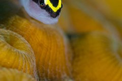 A Cayman cleaner goby takes a very brief siesta to have his picture taken. Grand Cayman