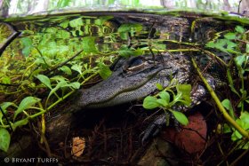 Alligator in Big Cypress, Florida - Ambient Light