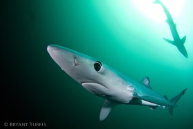 Blue Shark Green Water - Cape Town, South Africa