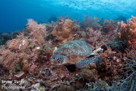 Green Turrtle, Raja Ampat