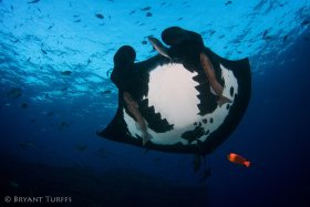 Melanistic Manta at the Boiler - Revillagigedo, Mexico