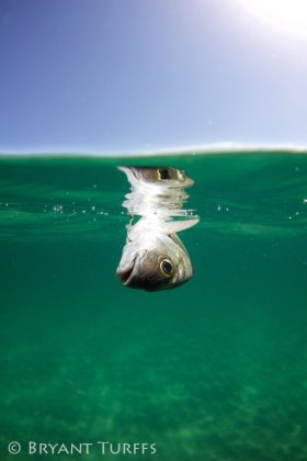 Recreational Fishing Impacts - Lake Worth, FL
