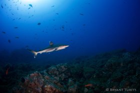 Silvertip Shark - Revillagigedo, Mexico