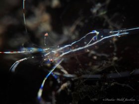 Pederson's Clearner Shrimp, Blue Heron Bridge, Riviera Beach, FL