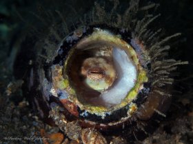 Baby Octopus in a bottle, Blue Heron Bridge, Riviera Beach, FL