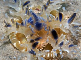 Upside Down Jellyfish with a Nudibranch hitchhiker, Blue Heron Bridge, Riviera Beach, FL