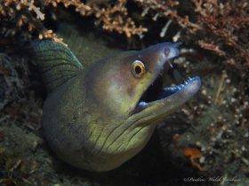Purplemouth Moray Eel, Blue Heron Bridge, Riviera Beach, FL