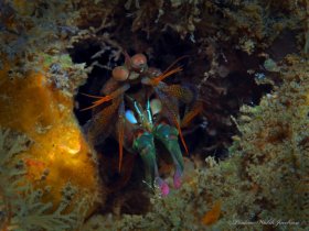 Dark Mantis Shrimp, Blue Heron Bridge, Riviera Beach, FL