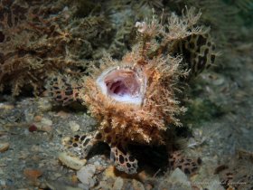 Yawning Striated Frogfish, Blue Heron Bridge, Riviera Beach, FL