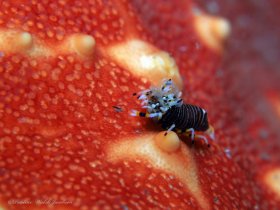 Bumblebee Shrimp on Cushion Sea Star, Blue Heron Bridge, Riviera Beach, FL