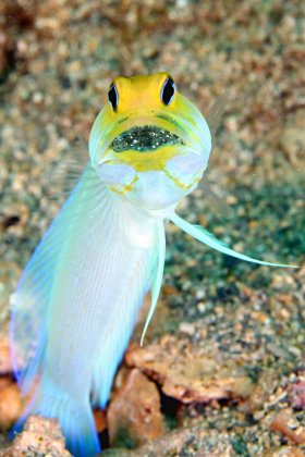 Yellow headed jawfish with eggs