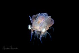 Shrimp Larva - Cerataspis sp.