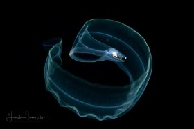 Leptocephalus Eel Larva