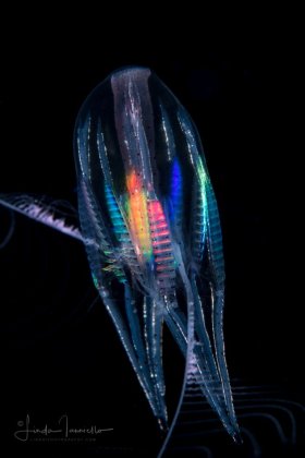 Ctenophore - Callianira sp.