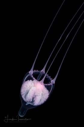 Hydromedusa - Cirrhitiara superba