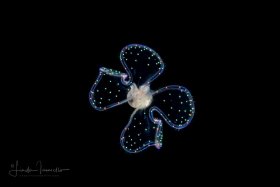 Veliger Larva of a Marine Gastropod - "Sparkles"
