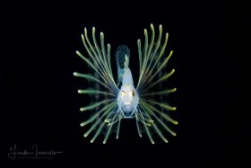 Lionfish Larva - Pterois sp.