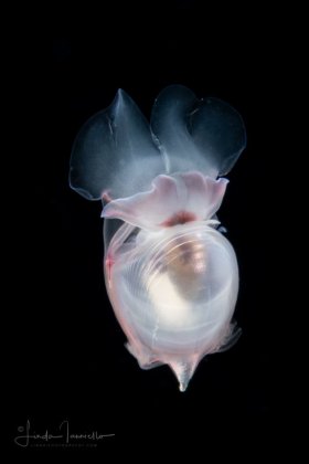 Sea Butterfly - Cavolinia tridentata