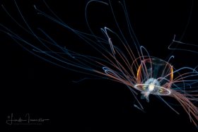 Hydromedusa  - Aglaura hemistoma