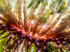 Anemone; Blue Heron Bridge, Florida