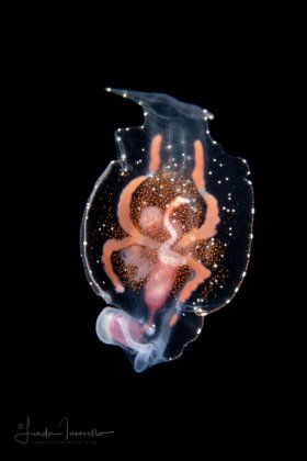 Pelagic Nudibranch - Phylliroe bucephala
