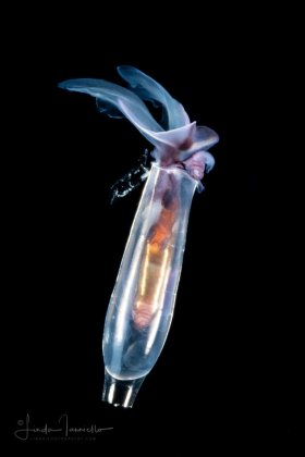 Sea Butterfly - Pteropod - Cuvierina columnella