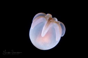 Tube Anemone Larva – Ceriantharian