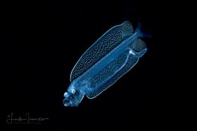 Dragonfish Larva